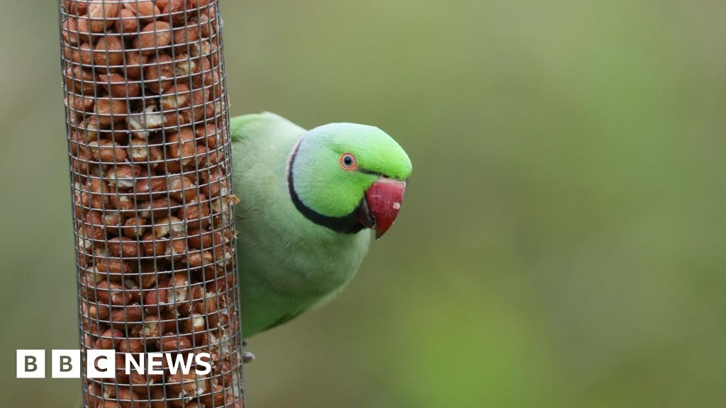 Why are there so many parakeets in Surrey? Where did they come from?
