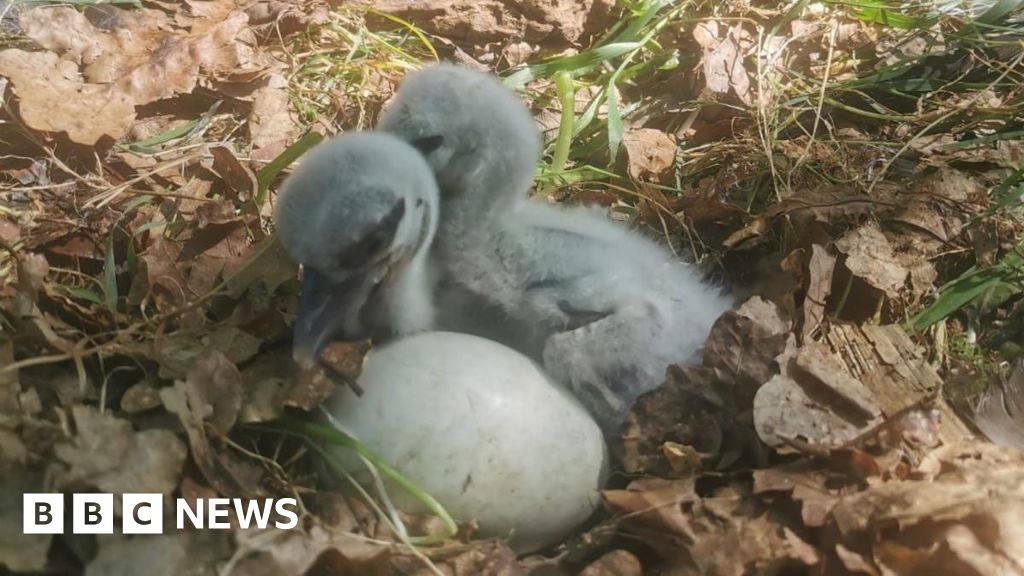 Knepp: Baby storks born at UK's first 'European Stork Village'
