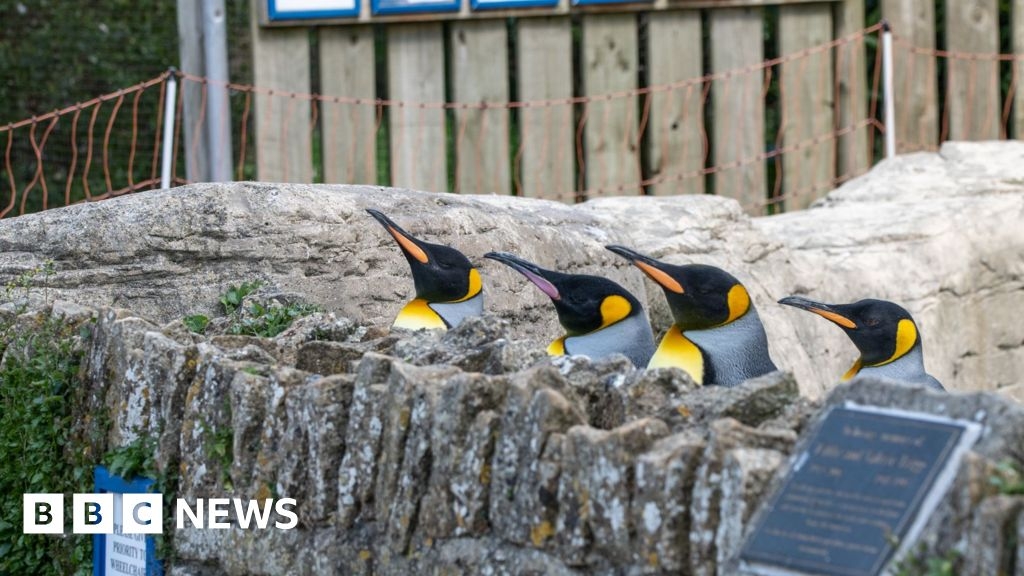Two female king penguins join Bourton-on-the Water wildlife park