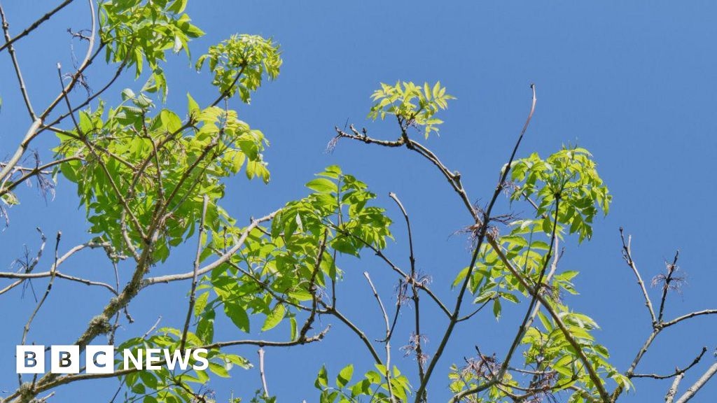 Diseased ash trees in Redditch to be felled to protect residents