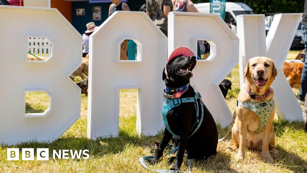 New Forest dog festival creates own beach amid UK pooch ban
