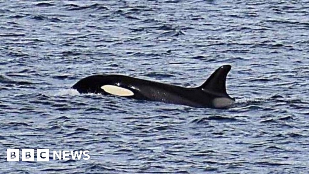 Orcas 'deliberately disturbed by speedboat' off Moray coast