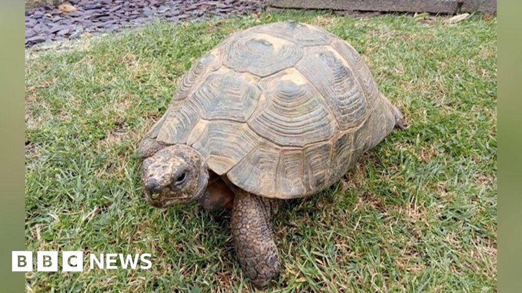 'Male' tortoise lays eggs leaving owners in shock after 40 years