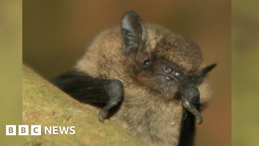 Thriving bat population detected at Sutton Hoo near Woodbridge
