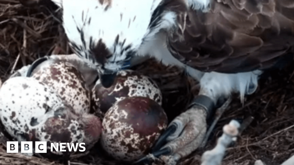 Osprey eggs set to hatch for second consecutive year in Poole