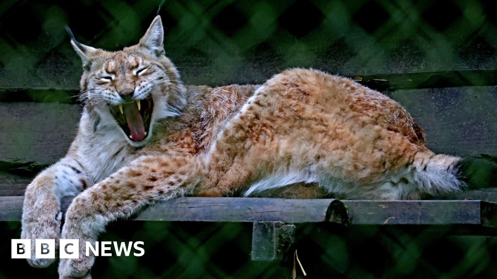Wildwood Trust: 'New enclosure will support lynx breeding plans'