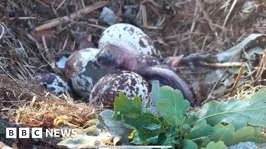 Osprey pair near Poole Harbour hatch first chick of 2025