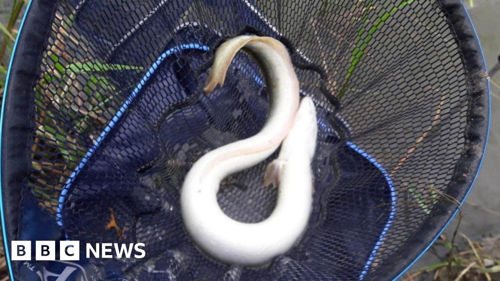 Biodiversity concerns over proposed Sea Link cable in Kent