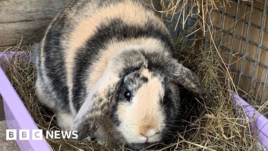 Plymouth charity plea to give chocolates not pets for Easter