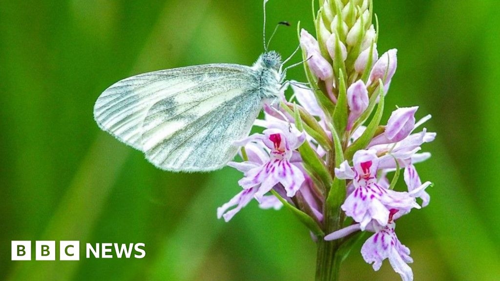 New butterfly habitats created across Midlands