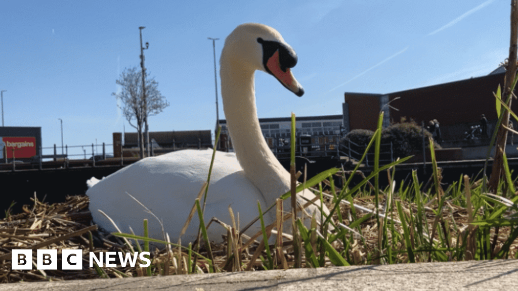 Nesting swans on River Freshney in Grimsby protected by CCTV