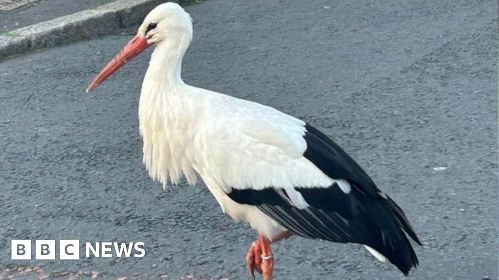 Belfast: Rare sighting of white stork in Northern Ireland
