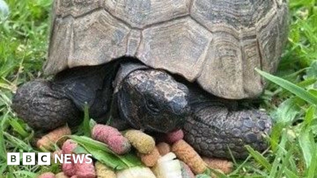 WW2 tortoise to join Guernsey's Liberation Day cavalcade