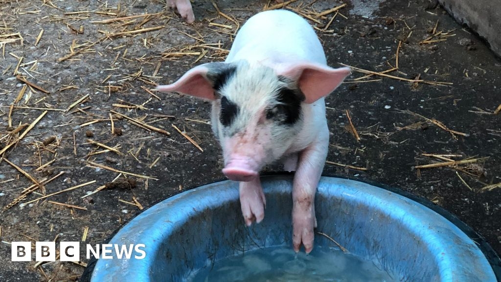 Your photos of the West Midlands: Pesky pigs and poppy fields