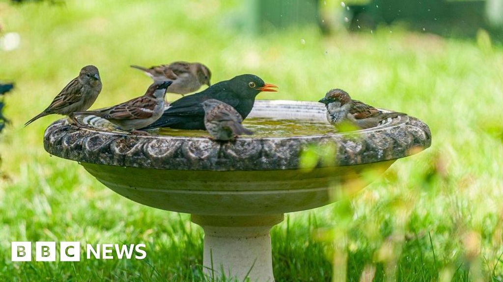 Hull to hold events for global City Nature Challenge