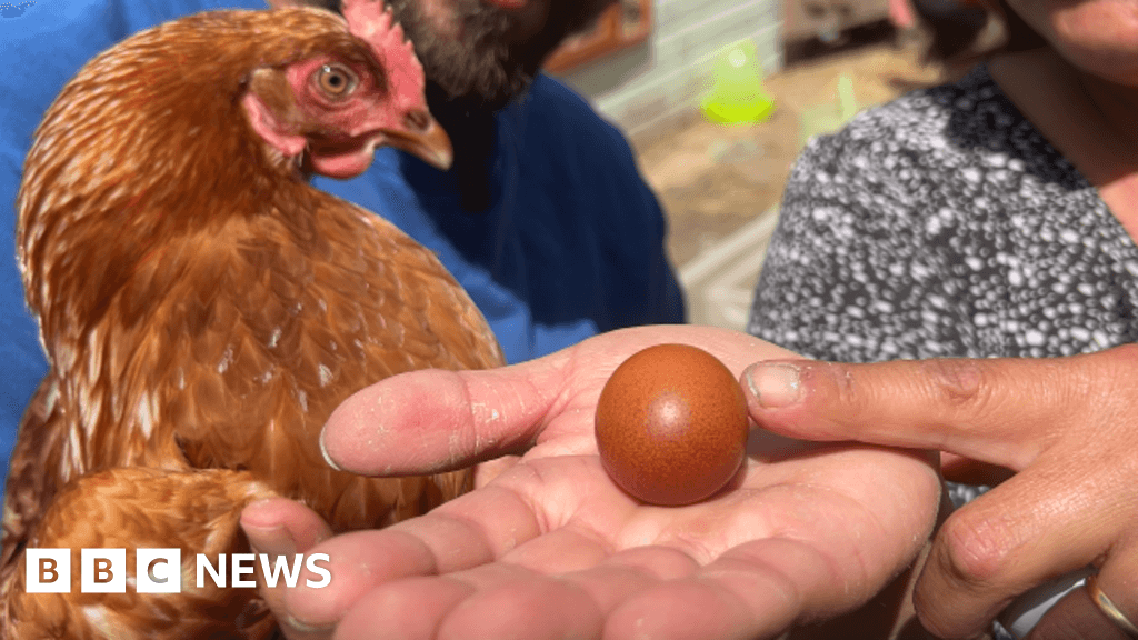 Thrilled Bugle family find 'malteser shaped' egg