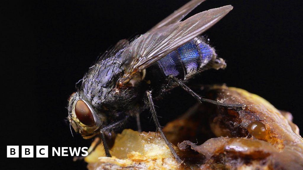 Kent Wildlife Trust's bug survey reveals 'alarming' decline