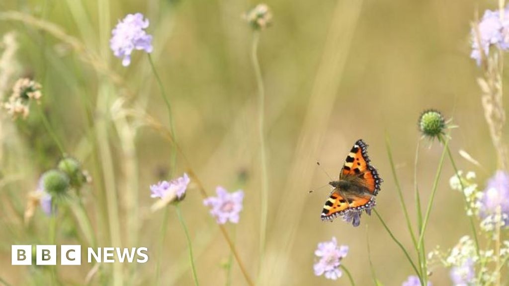 Experts try new method to help butterflies hit by record heat