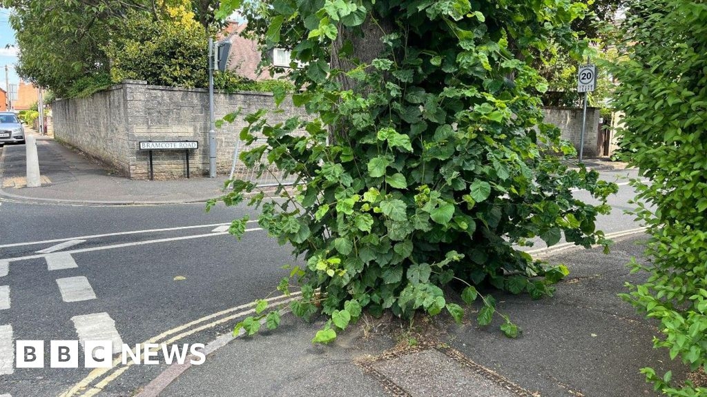 Trimmed tree fightback 'poses danger to drivers' says councillor