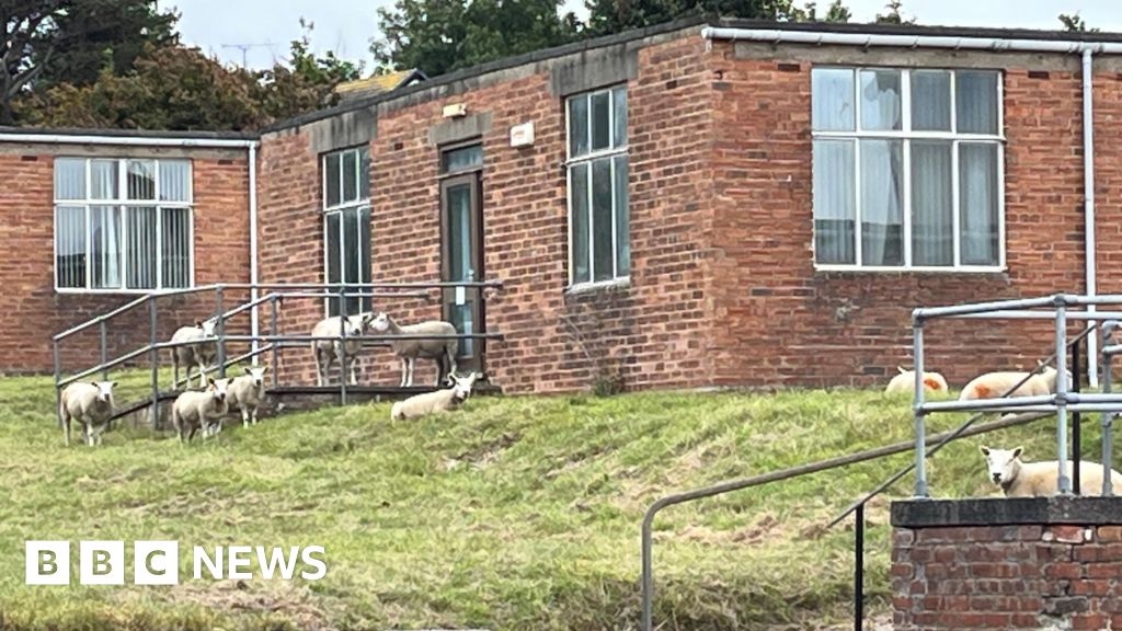Sheep used as lawn mowers at social housing development