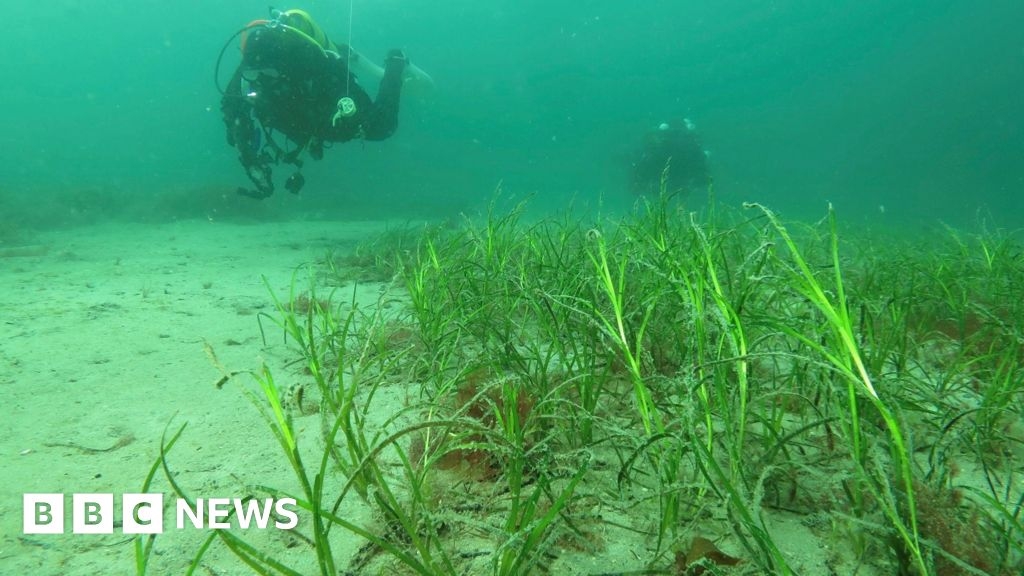 Plans for new Isle of Man marine nature reserve revealed