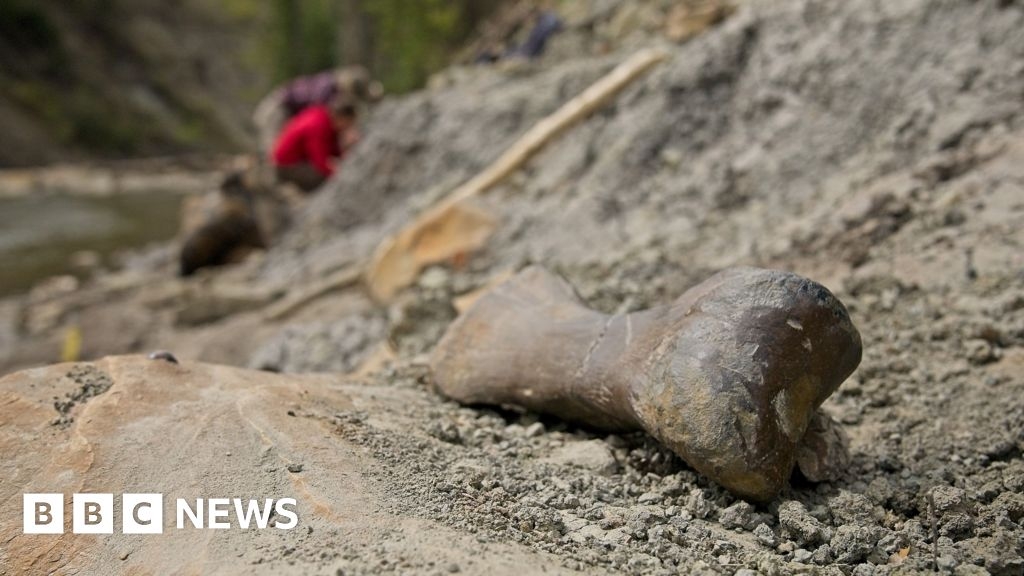 Walking with dinosaurs: Mystery of Pachyrhinosaurus mass grave in Canada
