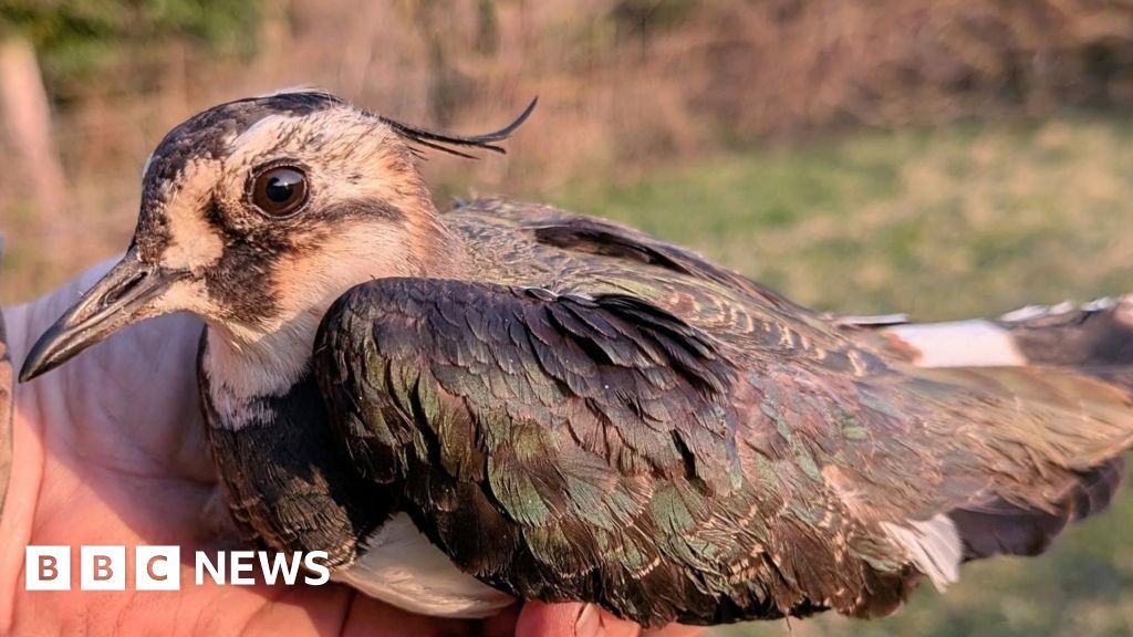 Wiltshire in pictures: A search for rare birds and missing art