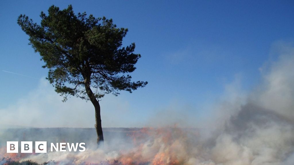 Quantock Hills ranger issues barbecue warning amid wildfire risk