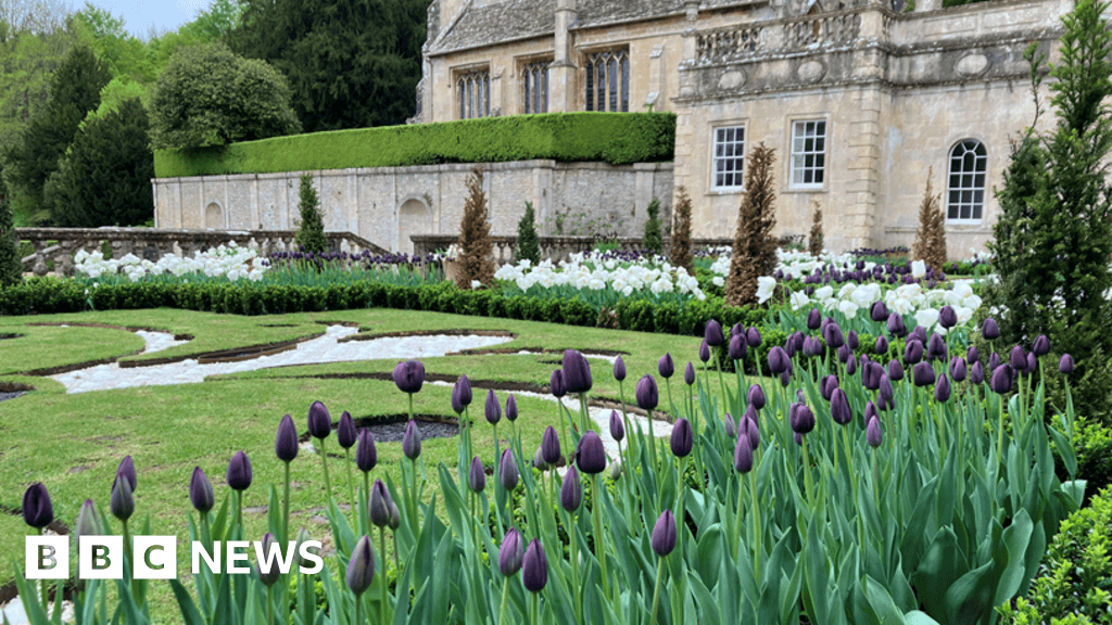 'Tulip mania' takes over National Trust's Dyrham Park