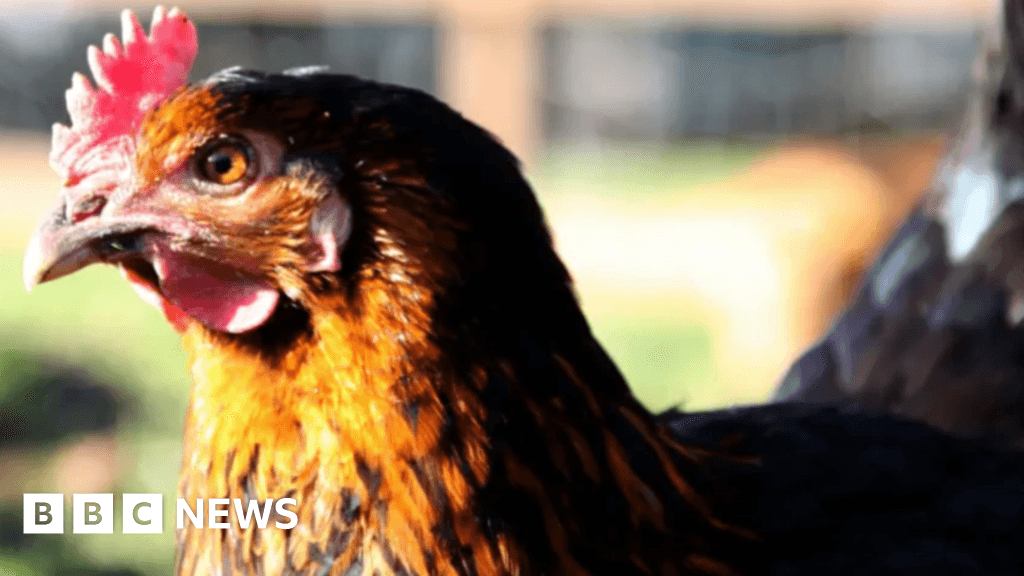 Bird flu protection zone lifted in parts of Dorset