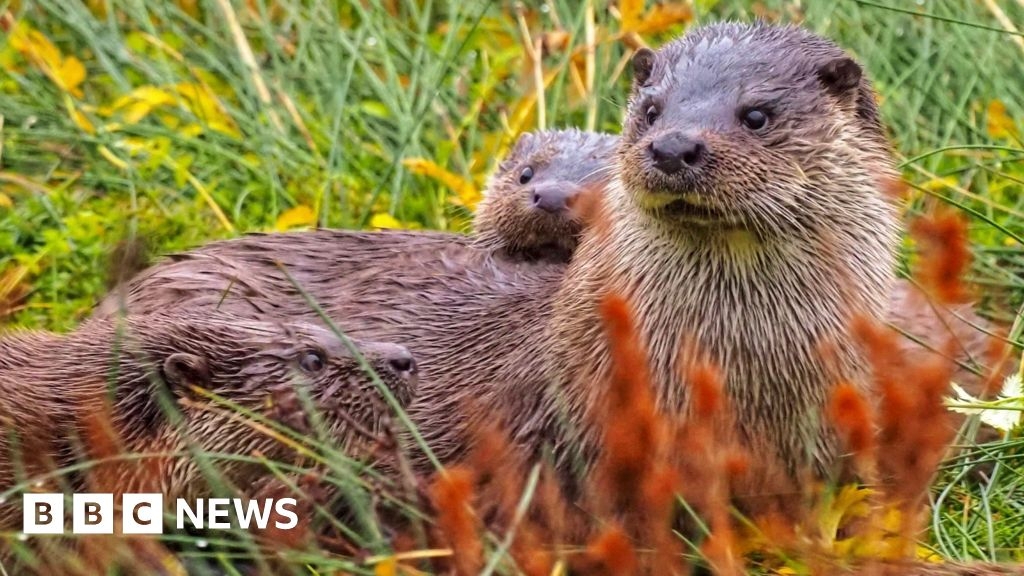 'We didn't bring otters to Rutland Water - they chose to come'