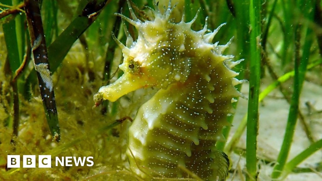 Seahorse numbers in Studland Bay reach post-pandemic high