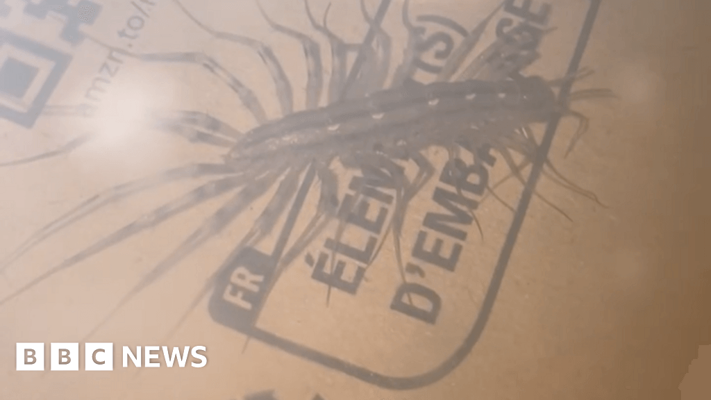 Lancashire woman finds rare venomous centipede in flat