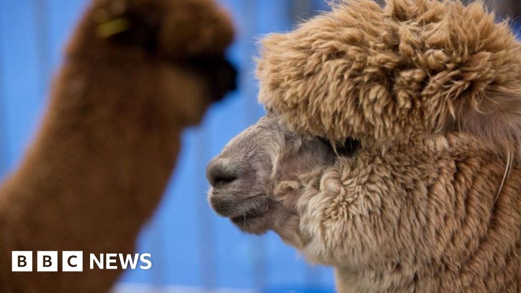East Hatley alpacas die after getting shot in the head in Cambridgeshire