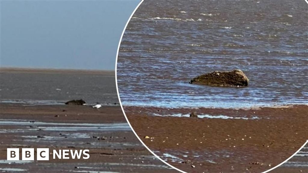 Rescuers find that 'crying seal in distress' is just a rock