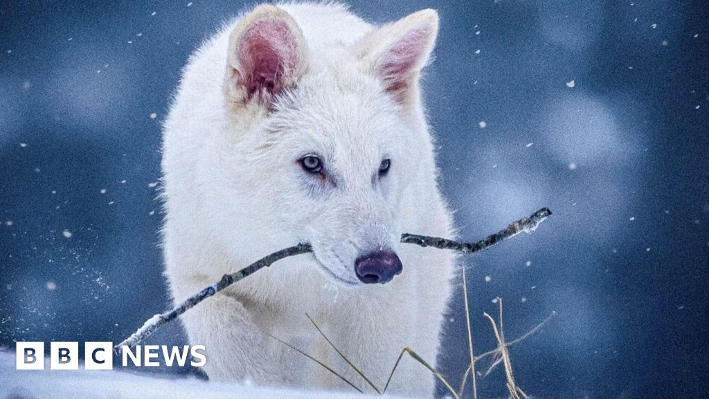 Experts dispute Colossal claim dire wolf back from extinction