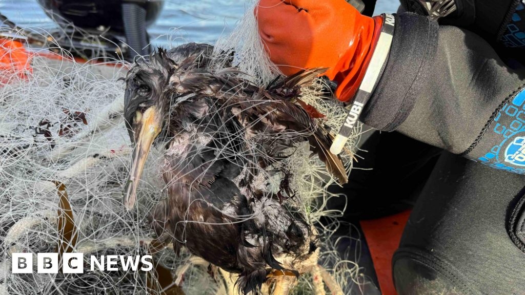 Dozens of birds and fish die in 400m abandoned net off Plymouth
