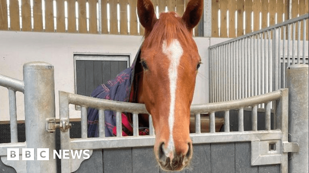 Motorists urged to 'slow down' after horse death