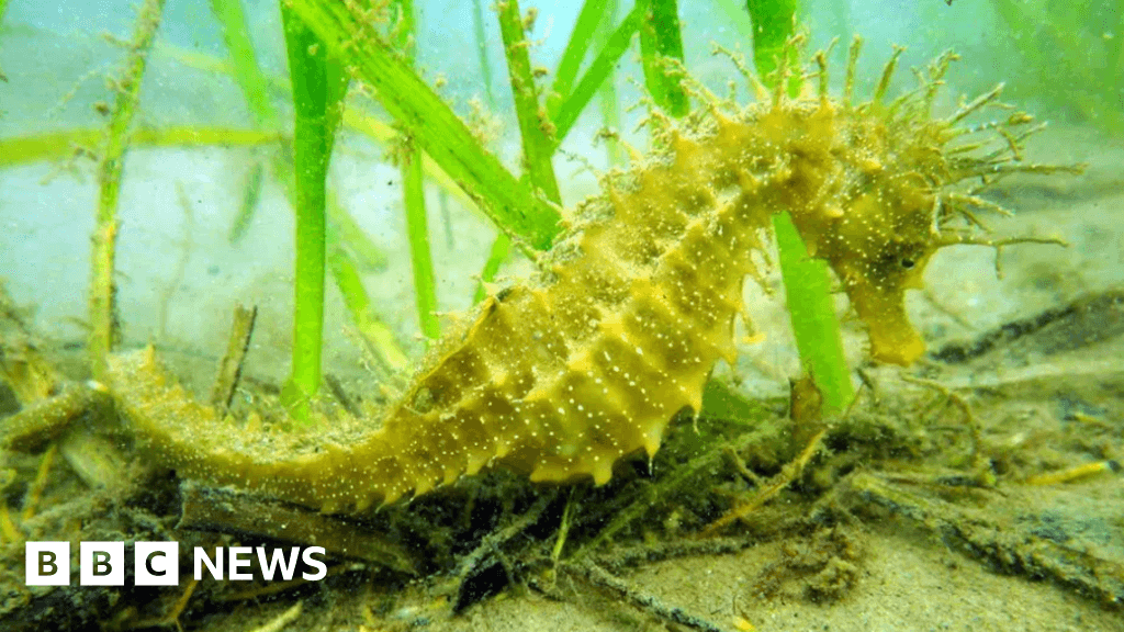 Studland Bay: Could you be an 'on-the-water ambassador'?