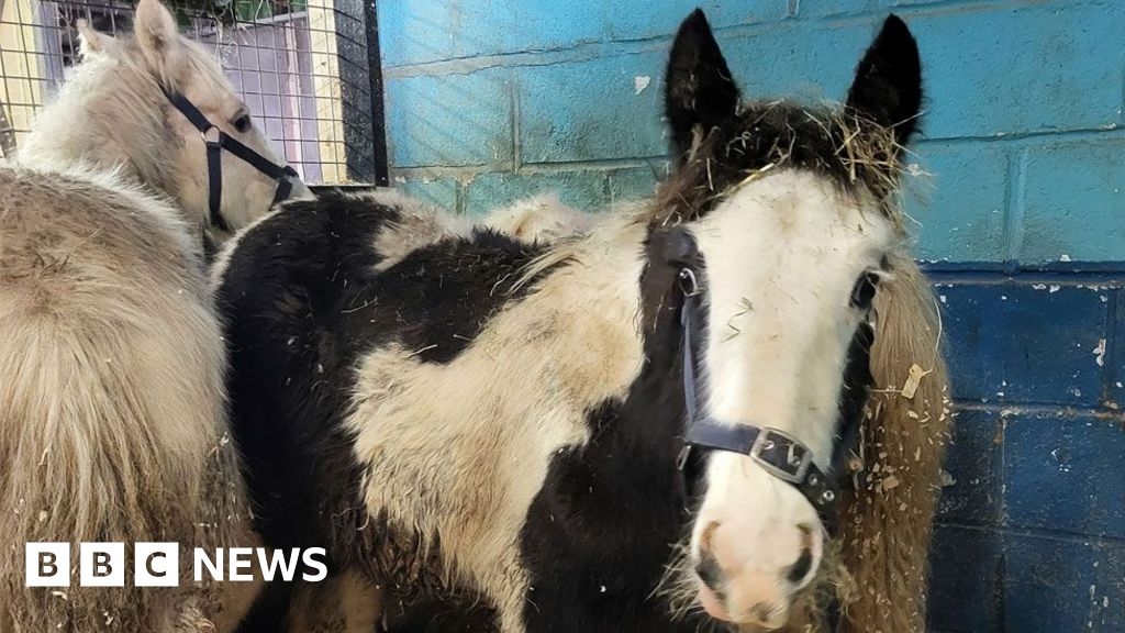 Norfolk charity rescues horses found in a lorry at a port