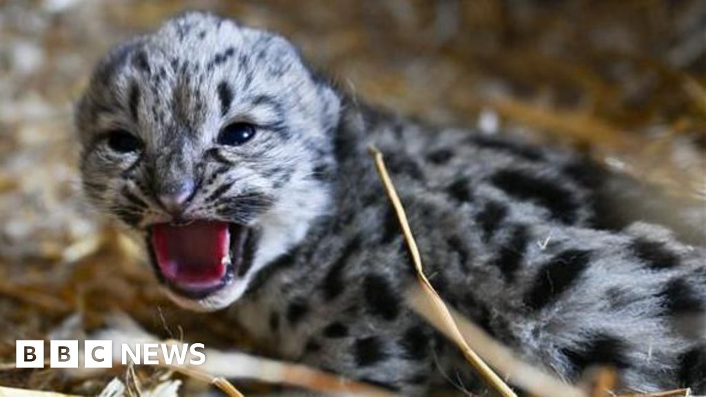 Kent big cat sanctuary welcomes new snow leopard cub