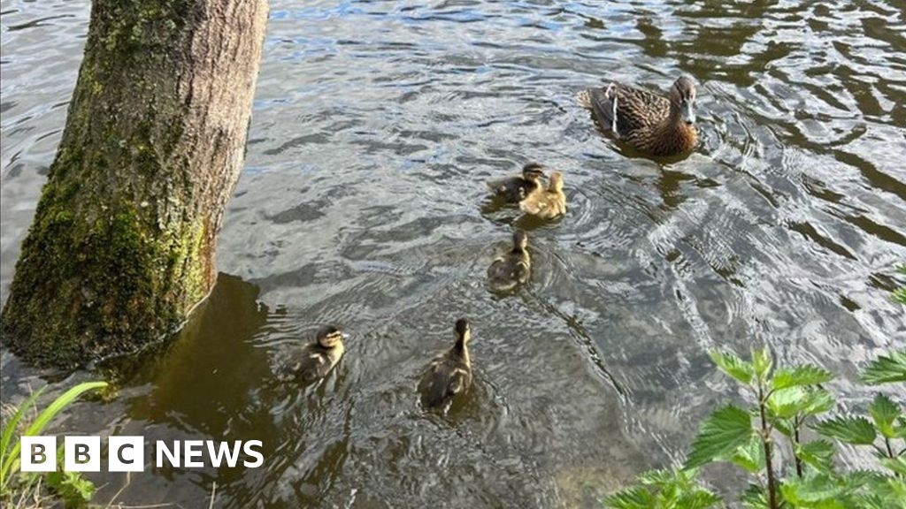 Rescued Reading rooftop duck and ducklings released