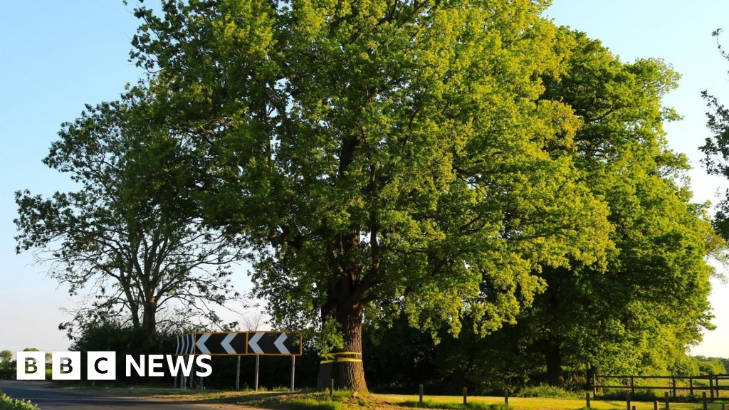 National Grid urged to spare oak tree during pylon works