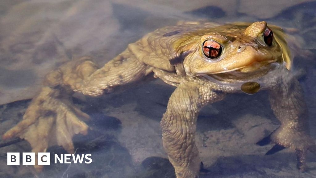 Gloucestershire in for 'late toad migration' in 2025