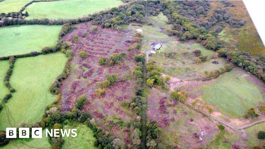 Gower woodland which was illegally felled to become nature reserve
