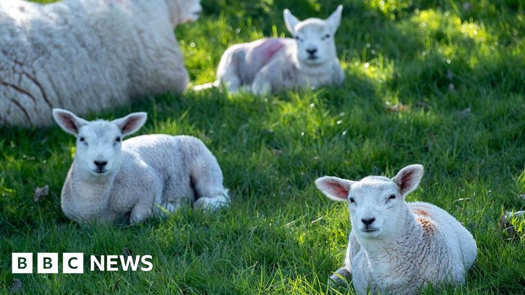 Dog attack on Dorking farm sparks plea for lead usage