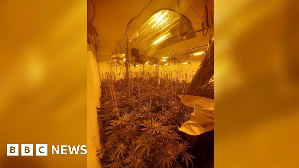 Man charged after £205k Hartlepool cannabis farm found
