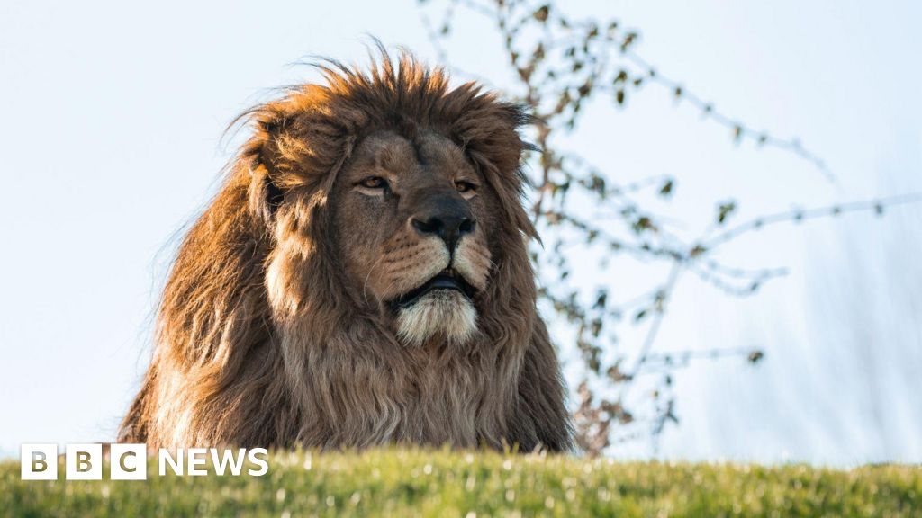 Rescued Ukrainian lions touch grass for first time