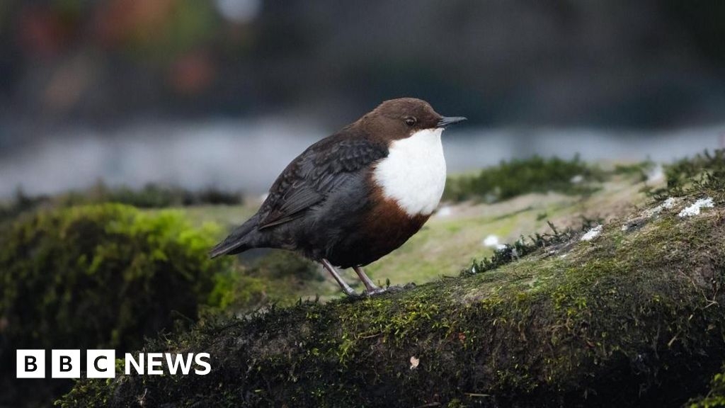 Stroud dipper bird survey to reveal data on River Frome health