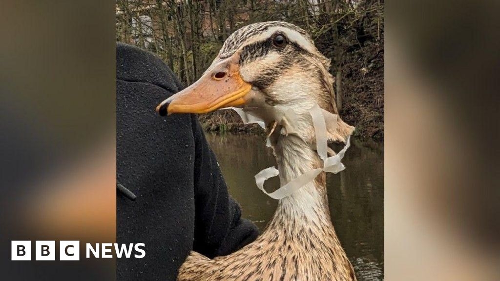 RSPCA: West Midlands has third biggest litter problem for wildlife